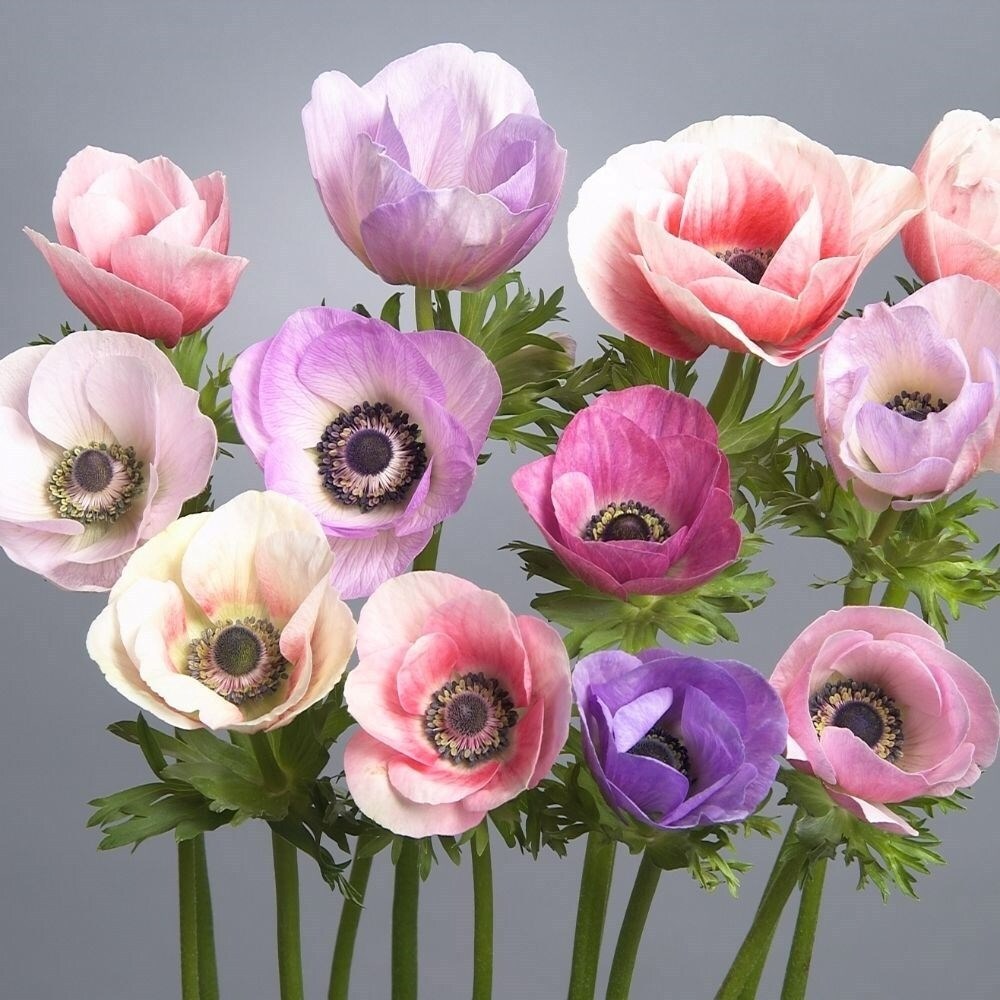 Anemone Galilee Pastel Mixed | Garden Anemone