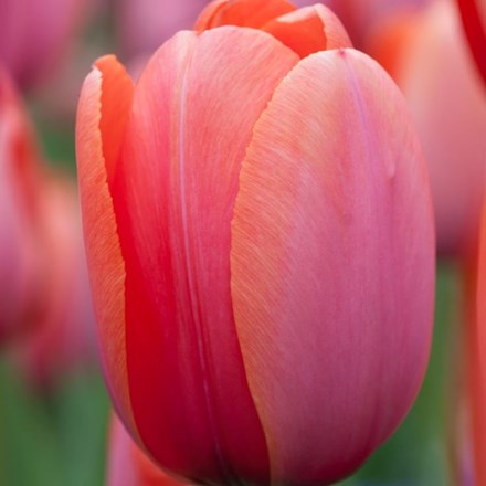 Tulipa Apricot Impression | Darwin Hybrid Tulip