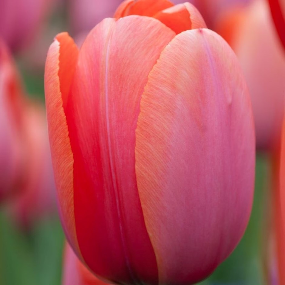 Tulipa Apricot Impression | Darwin Hybrid Tulip