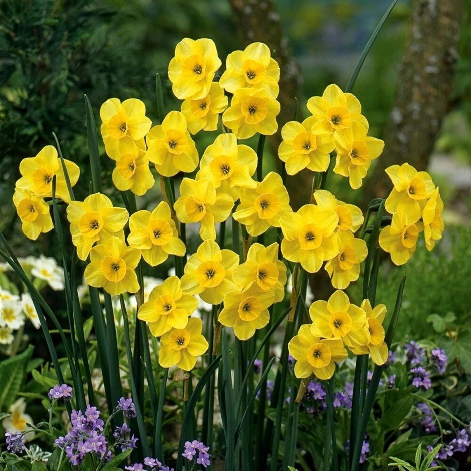 Narcissus Kokopelli | Jonquilla Daffodil