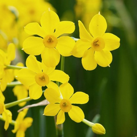 Narcissus Baby Boomer | Jonquilla Daffodil