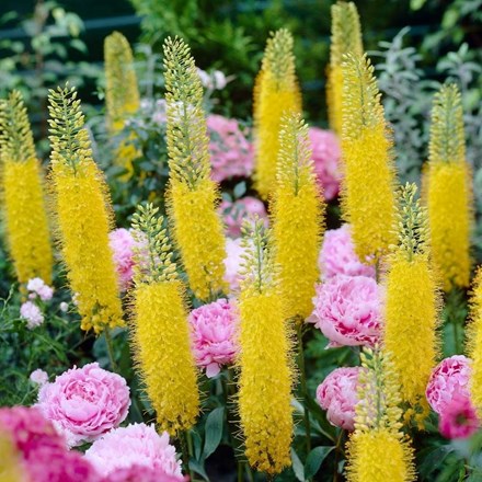 Eremurus Stenophyllus | Narrow-leaved Foxtail Lily