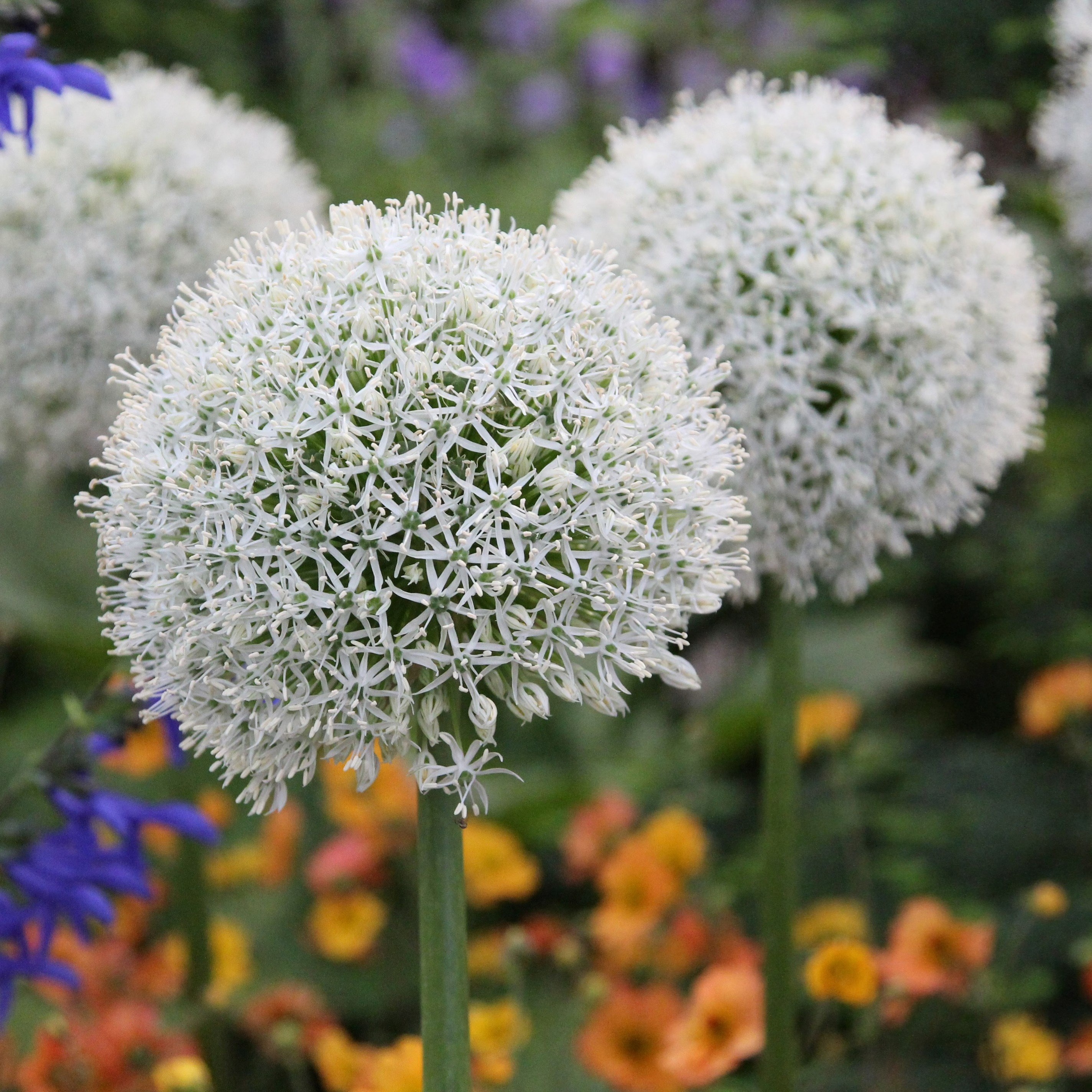 Allium Stipitatum Mount Everest | Ornamental Onion