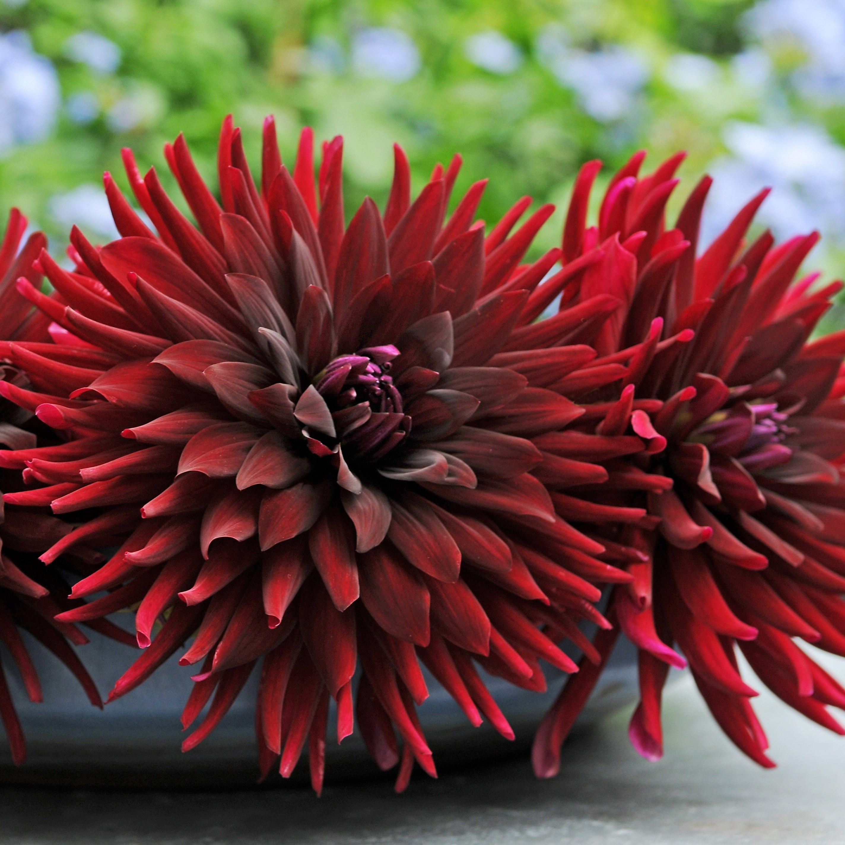 Dahlia Chat Noir | Semi-Cactus Dahlia Black Cat