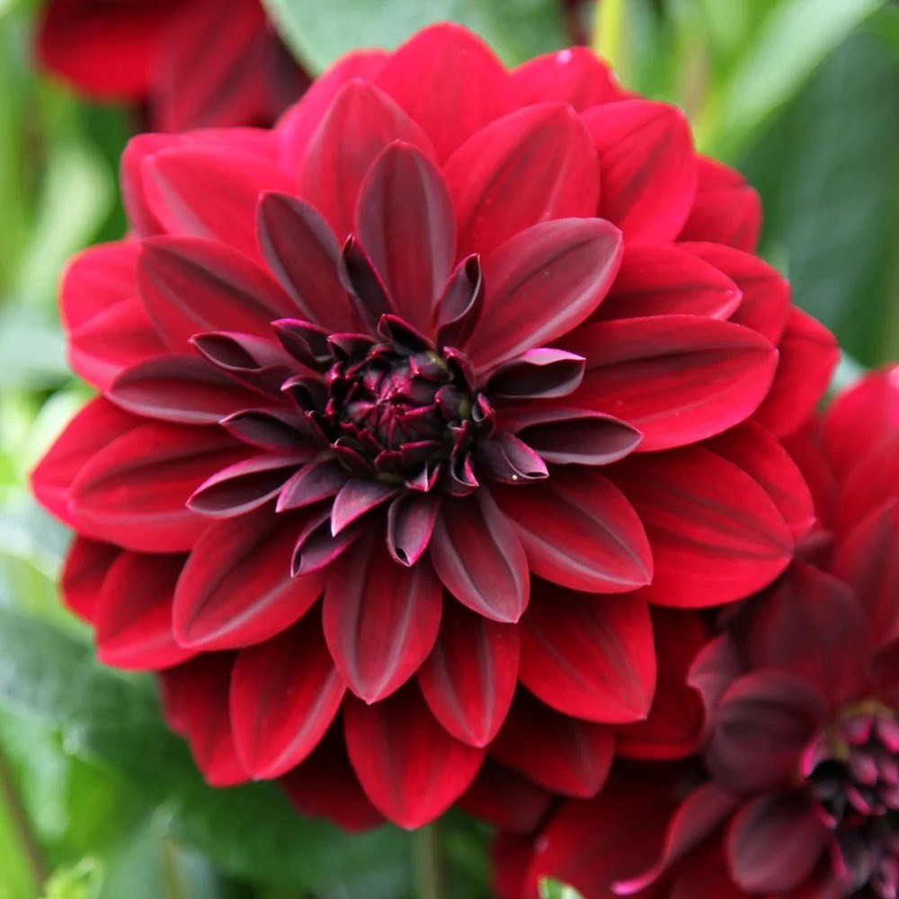 Dahlia Arabian Night | Decorative Dahlia