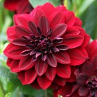 Dahlia Arabian Night | Decorative Dahlia