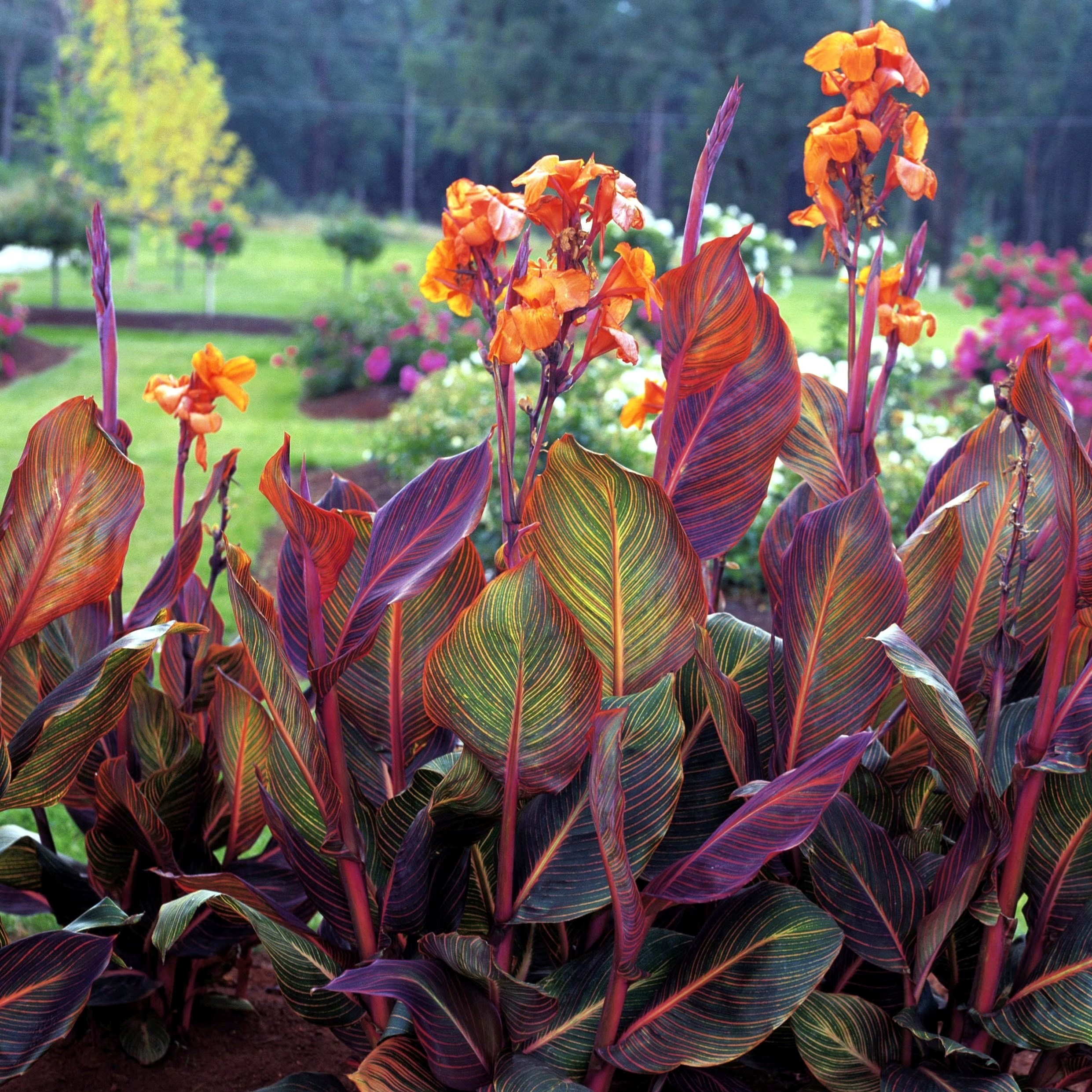Canna Tropicanna | Phasion Canna