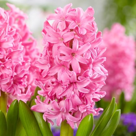 Hyacinthus Orientalis Pink Pearl | Hyacinth