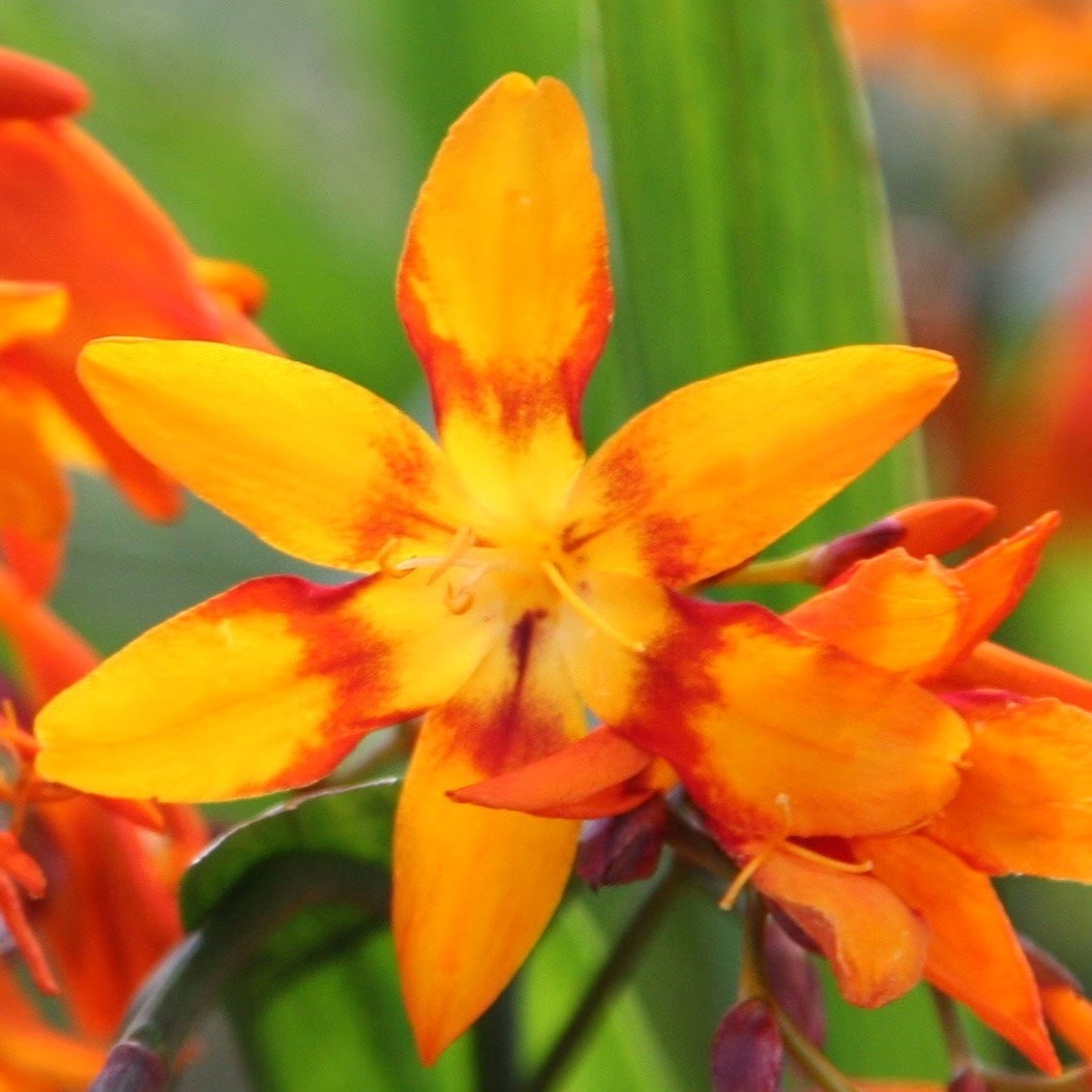 Crocosmia × Crocosmiiflora Emily Mckenzie | Montbretia