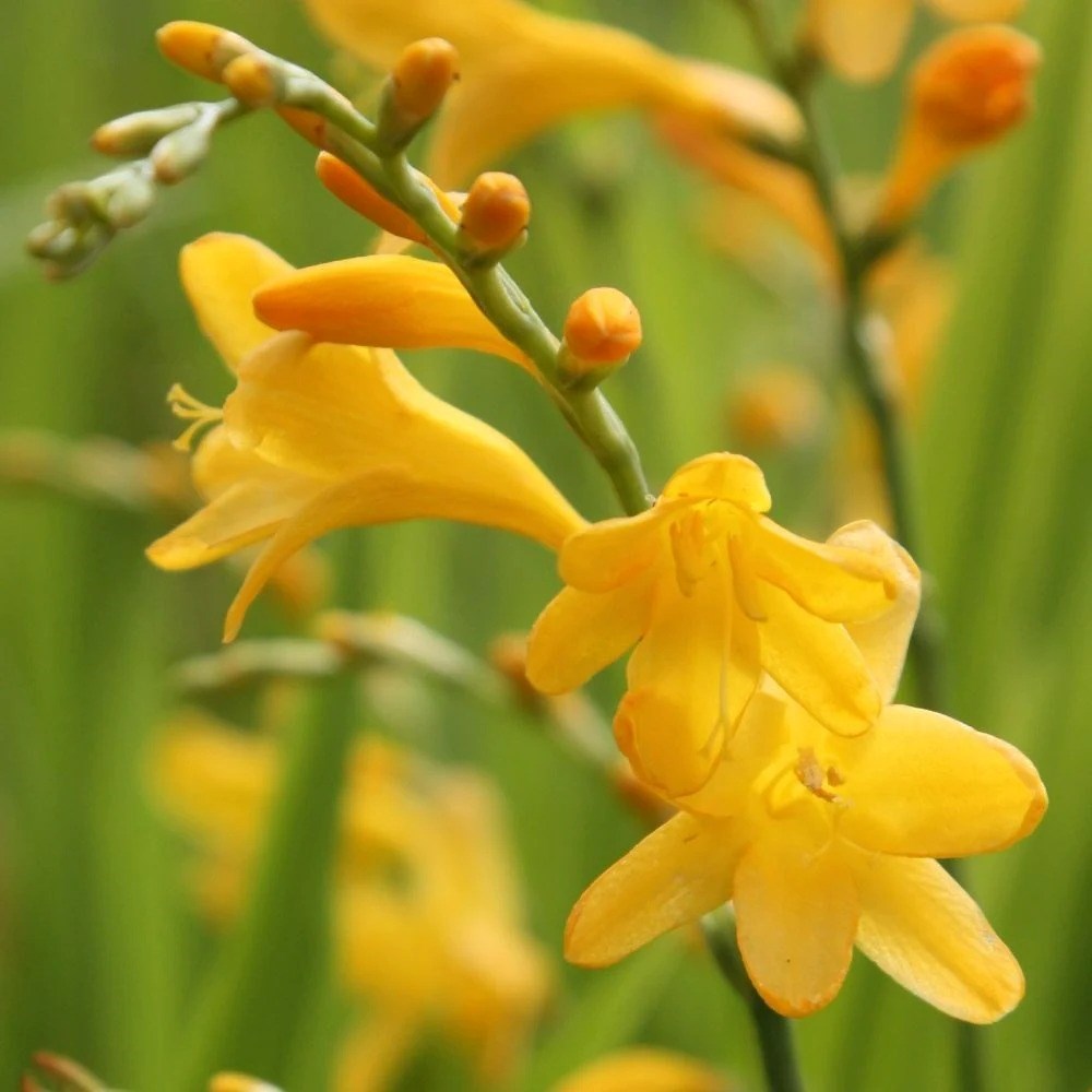 Crocosmia × Crocosmiiflora George Davison | Montbretia