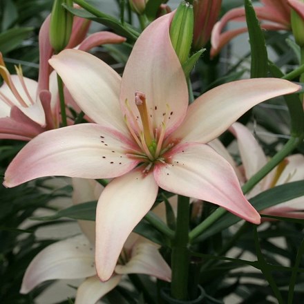 Lilium Easy Waltz | Pollen Free Asiatic Lily