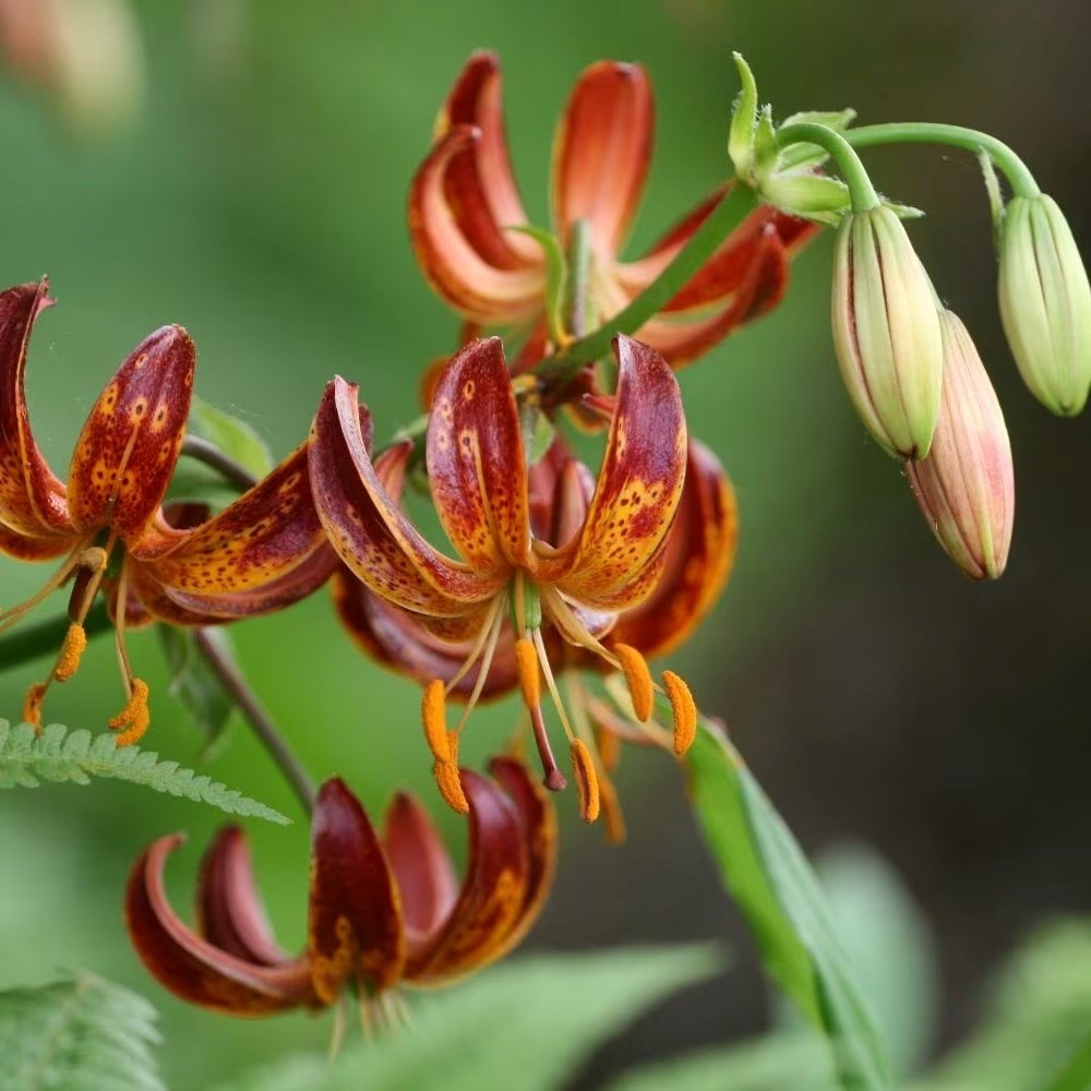 Lilium martagon Arabian Night | Turkscap Lily