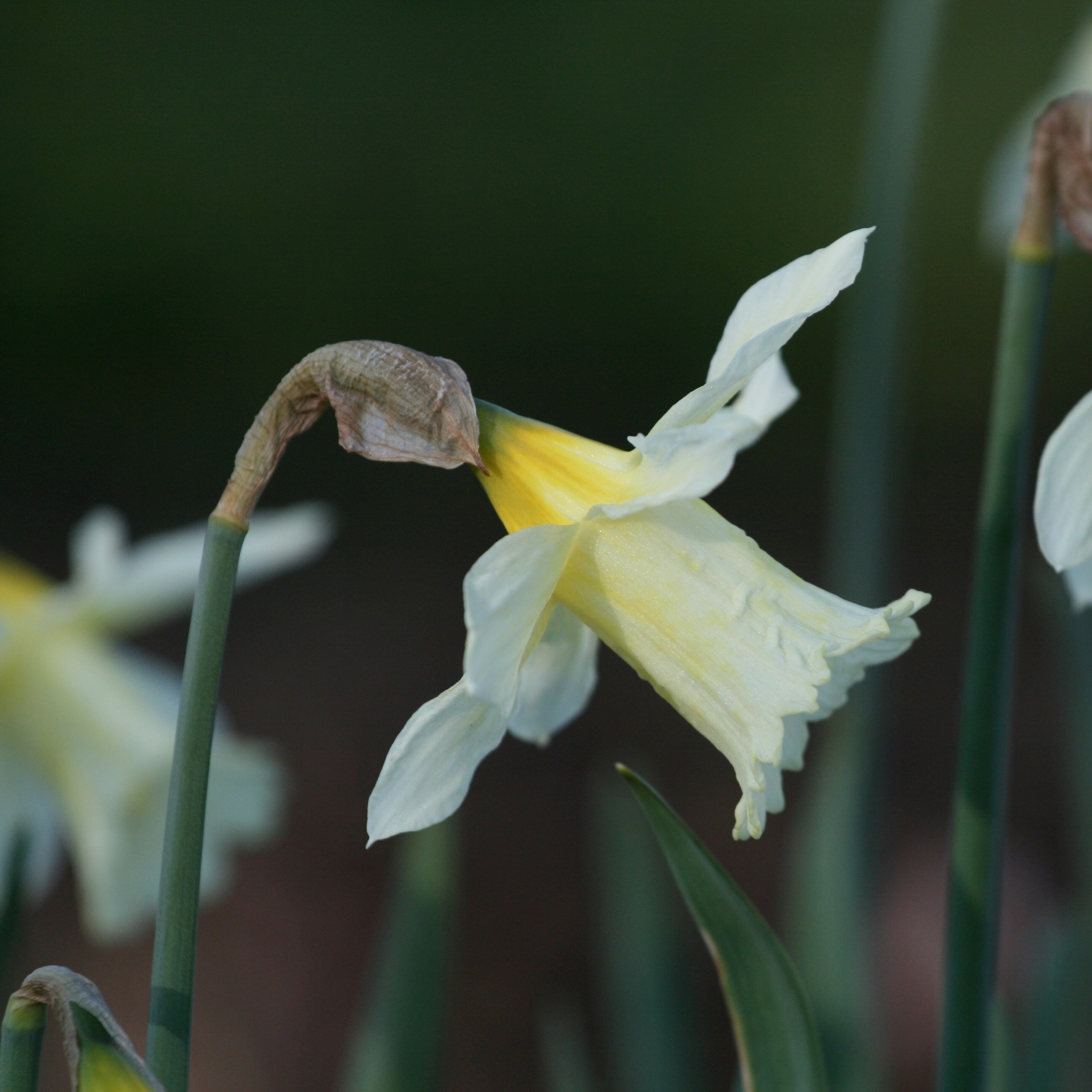 Narcissus W.P. Milner | Trumpet Daffodil