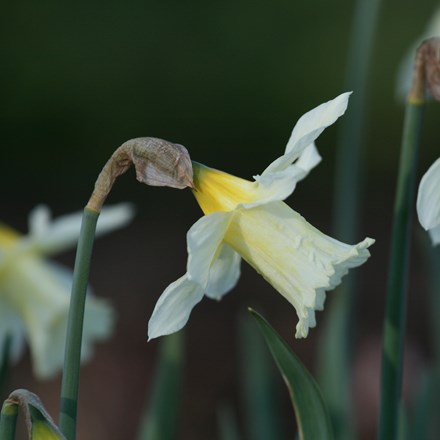 Narcissus W.P. Milner | Trumpet Daffodil