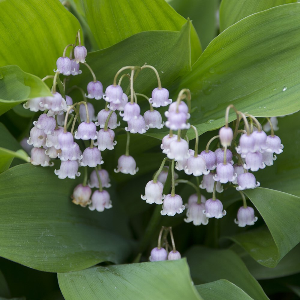 Convallaria Majalis Rosea | Lily-Of-The-Valley