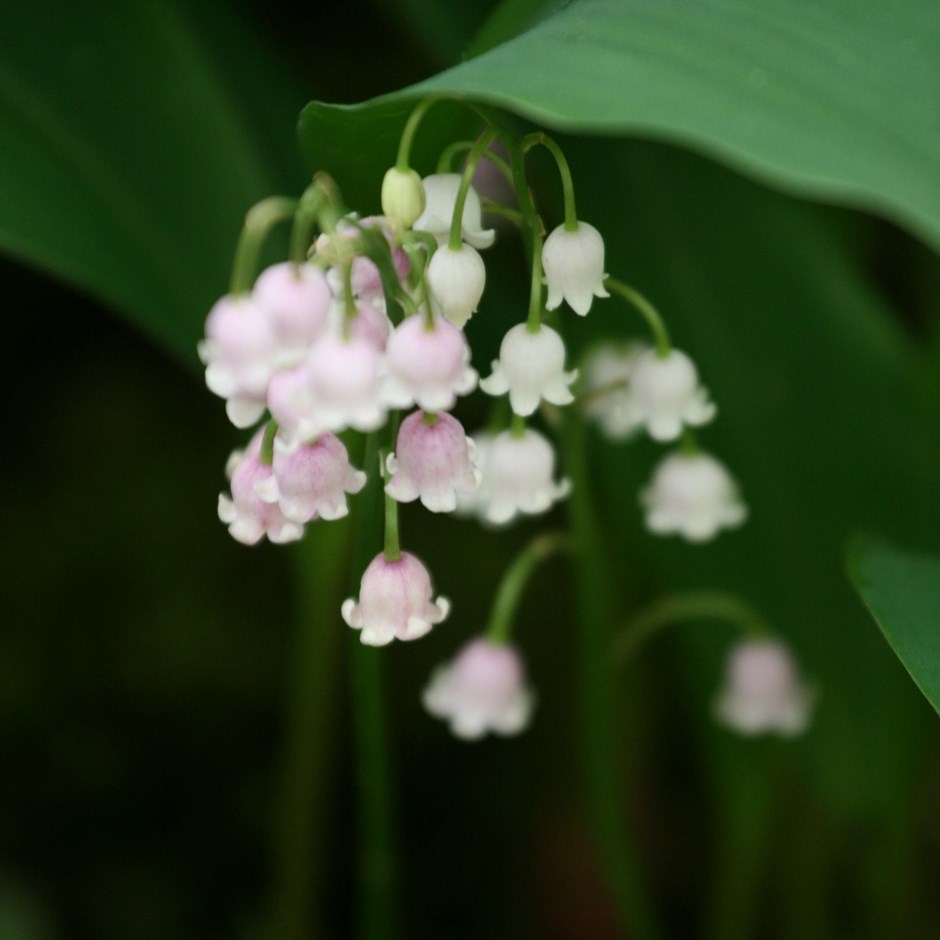 Convallaria Majalis Var. Rosea | Lily-Of-The-Valley