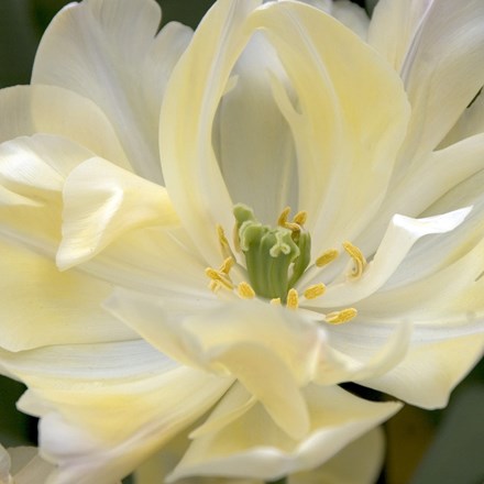 Tulipa Crème Upstar | Double Late Tulip