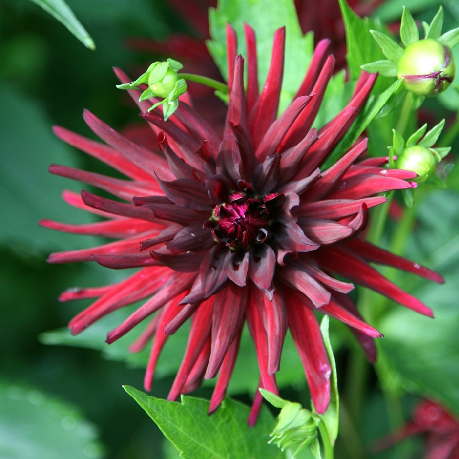 Dahlia Nuit dEté | Semi-cactus Dahlia Summer Night