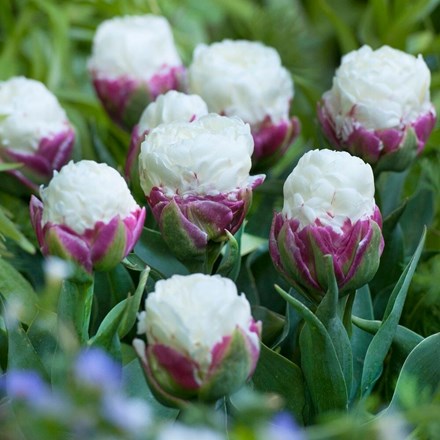 Tulipa Ice Cream | Double Late Tulip