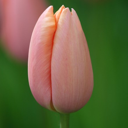 Tulipa Menton | Single Late Tulip