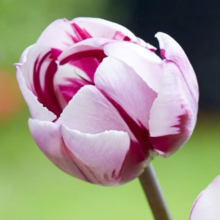Tulipa Rems Favourite | Triumph Tulip