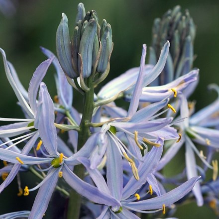 Camassia cusickii | Cusicks Camass | 5 bulbs