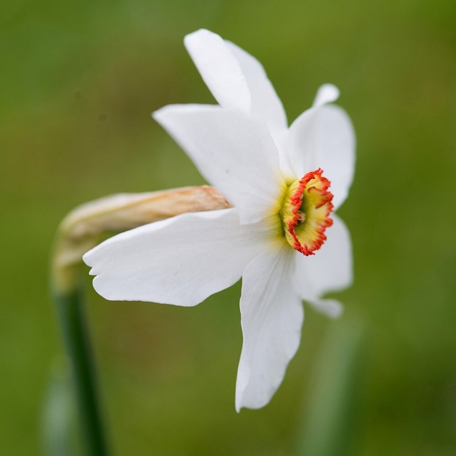 Narcissus Poeticus Var. Recurvus | Pheasant's Eye Daffodil