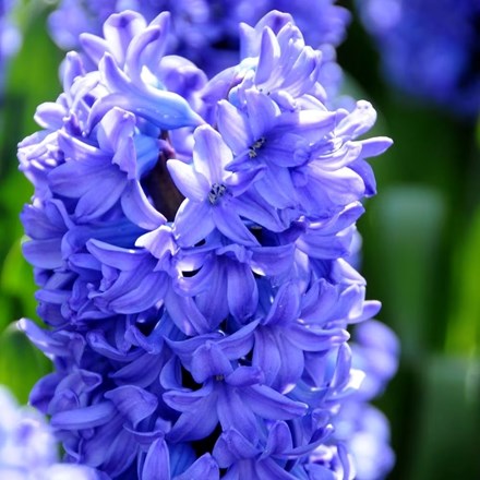 Hyacinthus Orientalis Delft Blue | Hyacinth