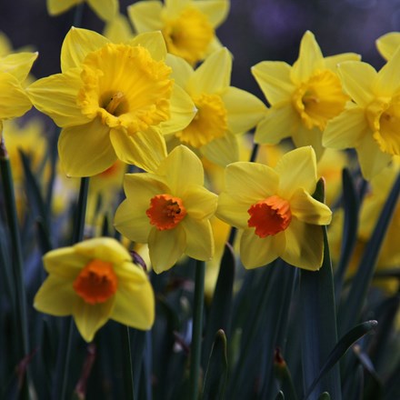 Narcissus For Naturalising | Mixed Daffodils