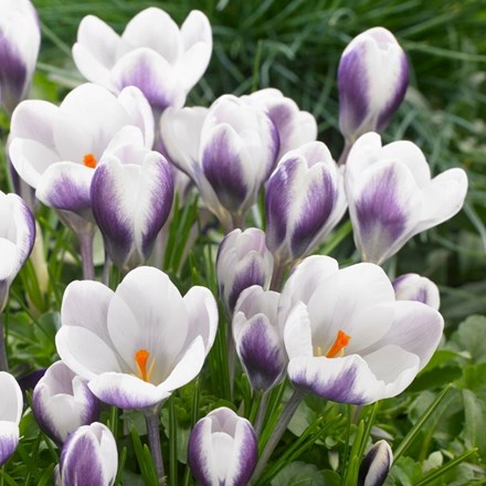 Crocus Prins Claus | Species Crocus
