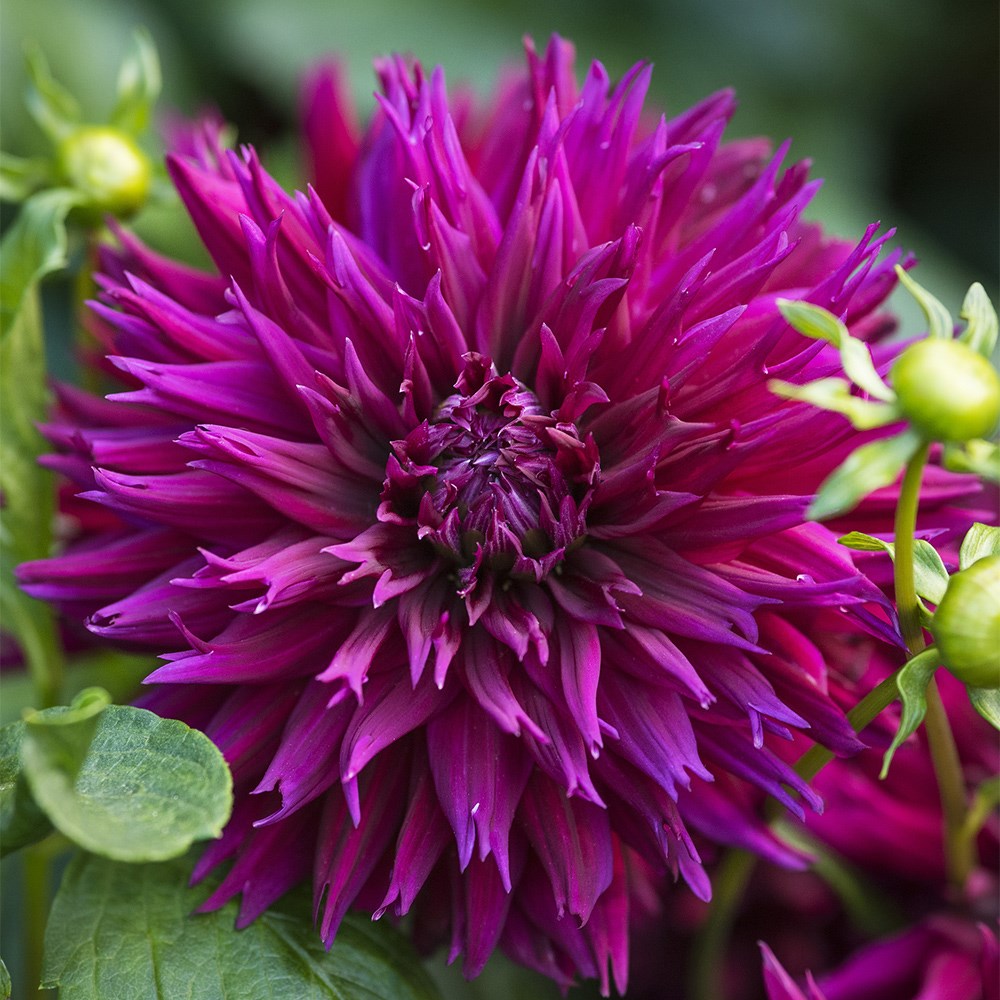 Dahlia Ambition | Fimbriata Dahlia