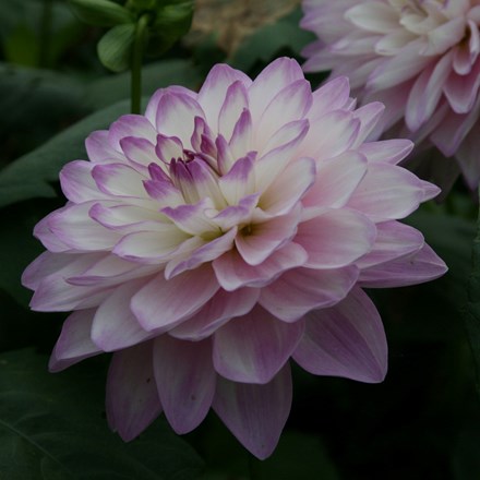 Dahlia Blue Wish | Waterlily Dahlia