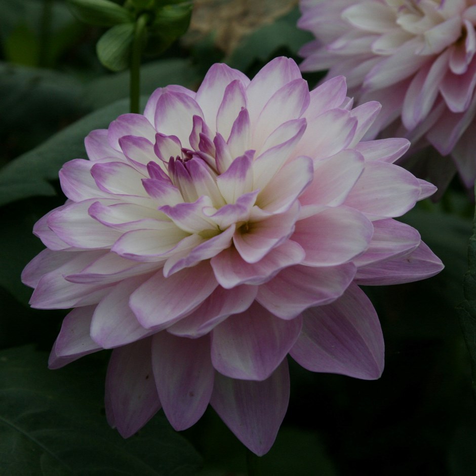Dahlia Blue Wish | Waterlily Dahlia