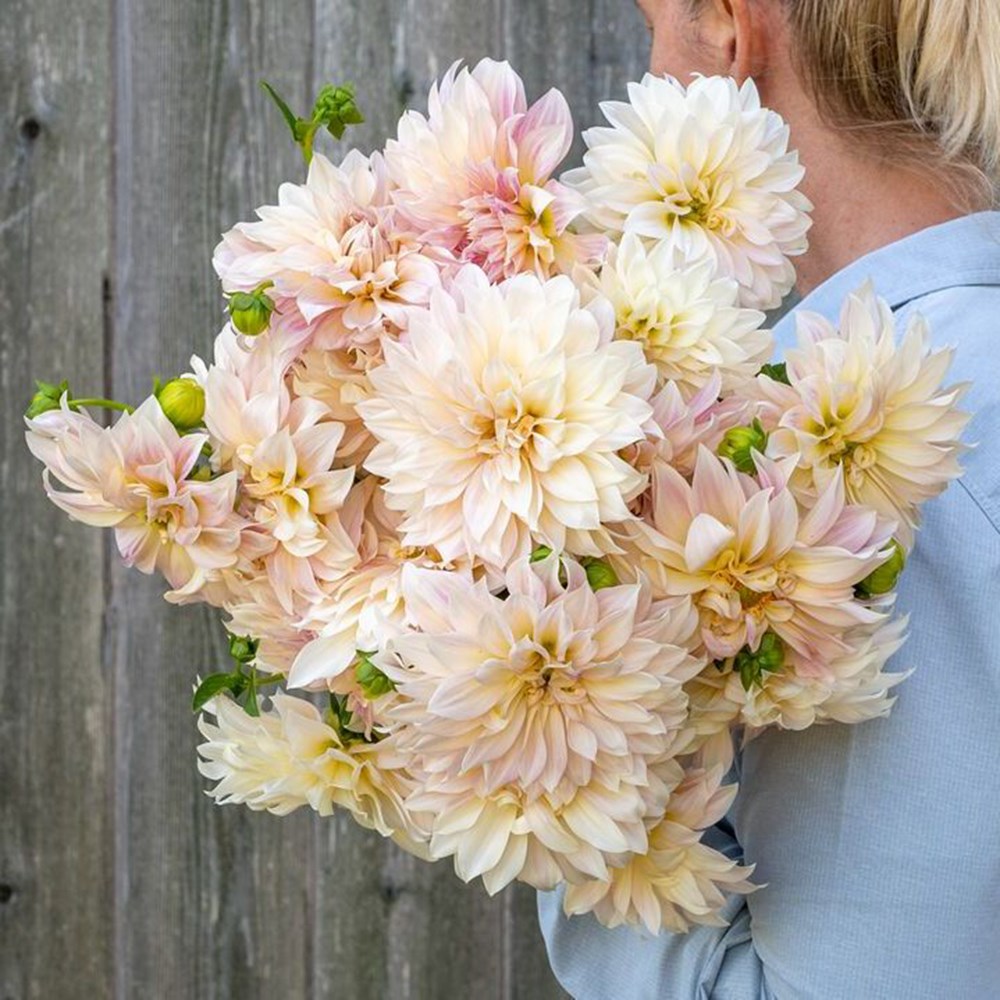 Dahlia Cafe Au Lait | Decorative Dahlia