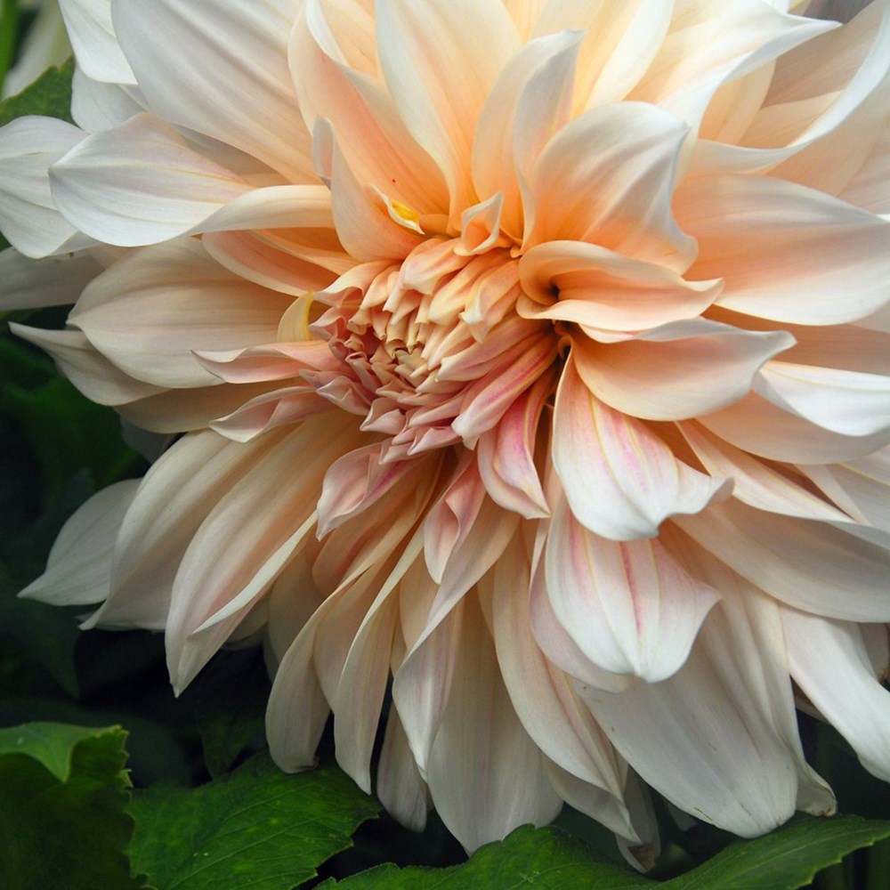 Dahlia Cafe Au Lait | Decorative Dahlia