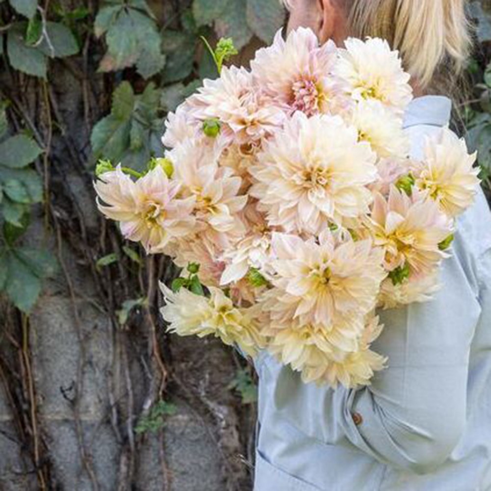 Dahlia Cafe Au Lait | Decorative Dahlia