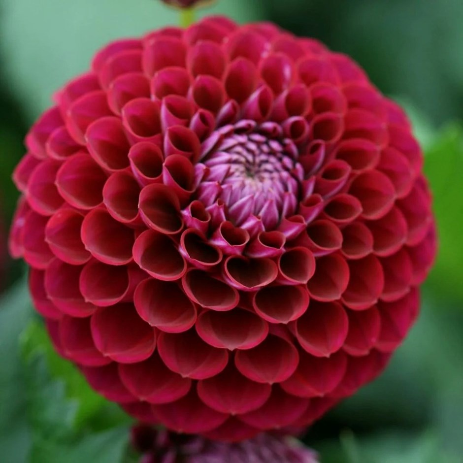 Dahlia Ivanetti | Ball Dahlia