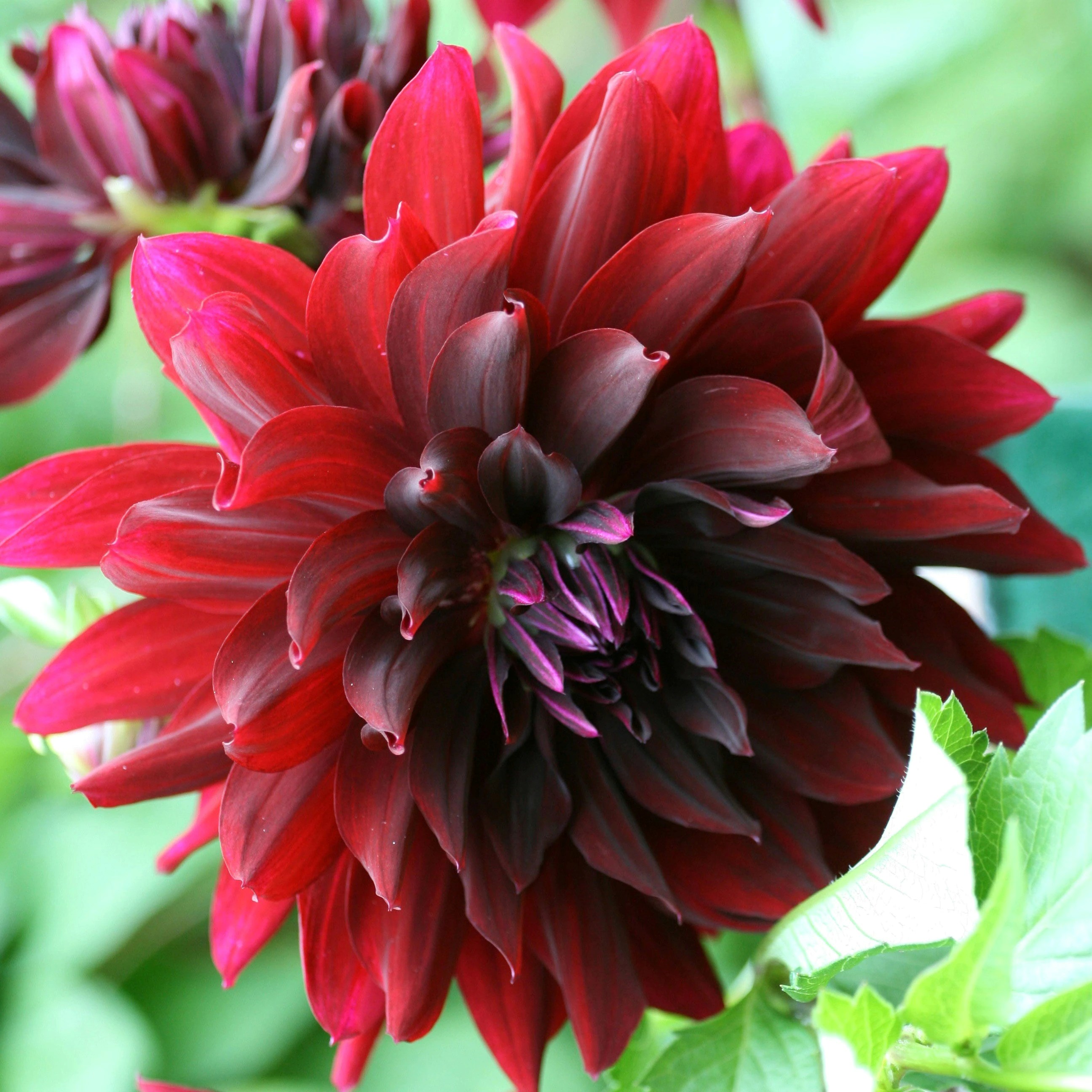 Dahlia Rip City | Semi-Cactus Dahlia