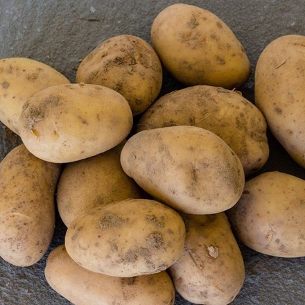 Potato Swift | First Early | Scottish Basic Seed Potato