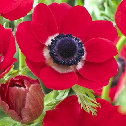 Anemone Coronaria Hollandia | Garden Anemone
