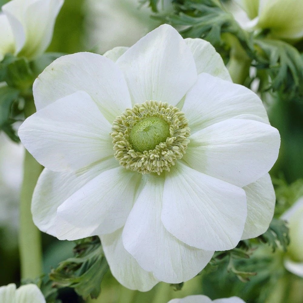 Anemone Coronaria The Bride | Garden Anemone