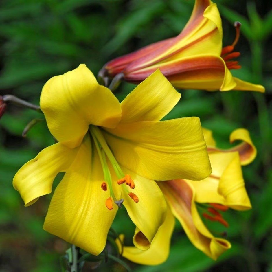 Lilium (Golden Splendor Group) | Trumpet Lily