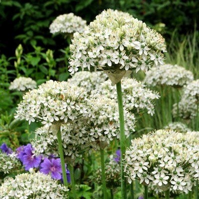 Allium Nigrum | Ornamental Onion