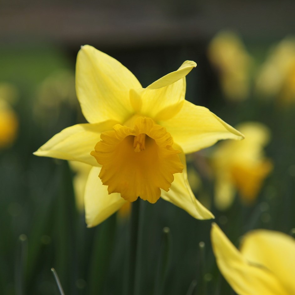 Narcissus Rijnvelds Early Sensation | Trumpet Daffodil