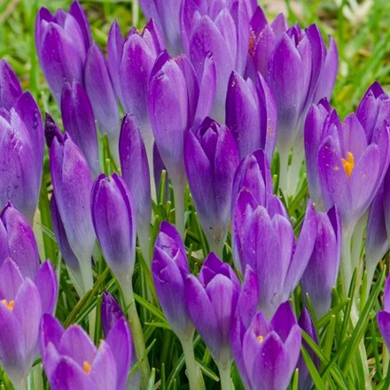 Crocus Tommasinianus Barrs Purple | Species Crocus