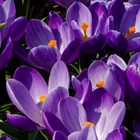 Crocus Remembrance | Large Flowering Crocus