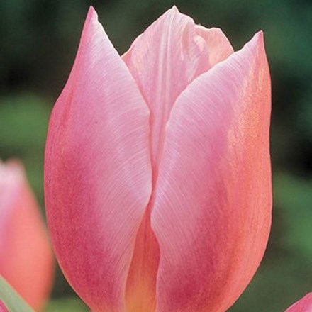 Tulipa Early Glory | Triumph Tulip