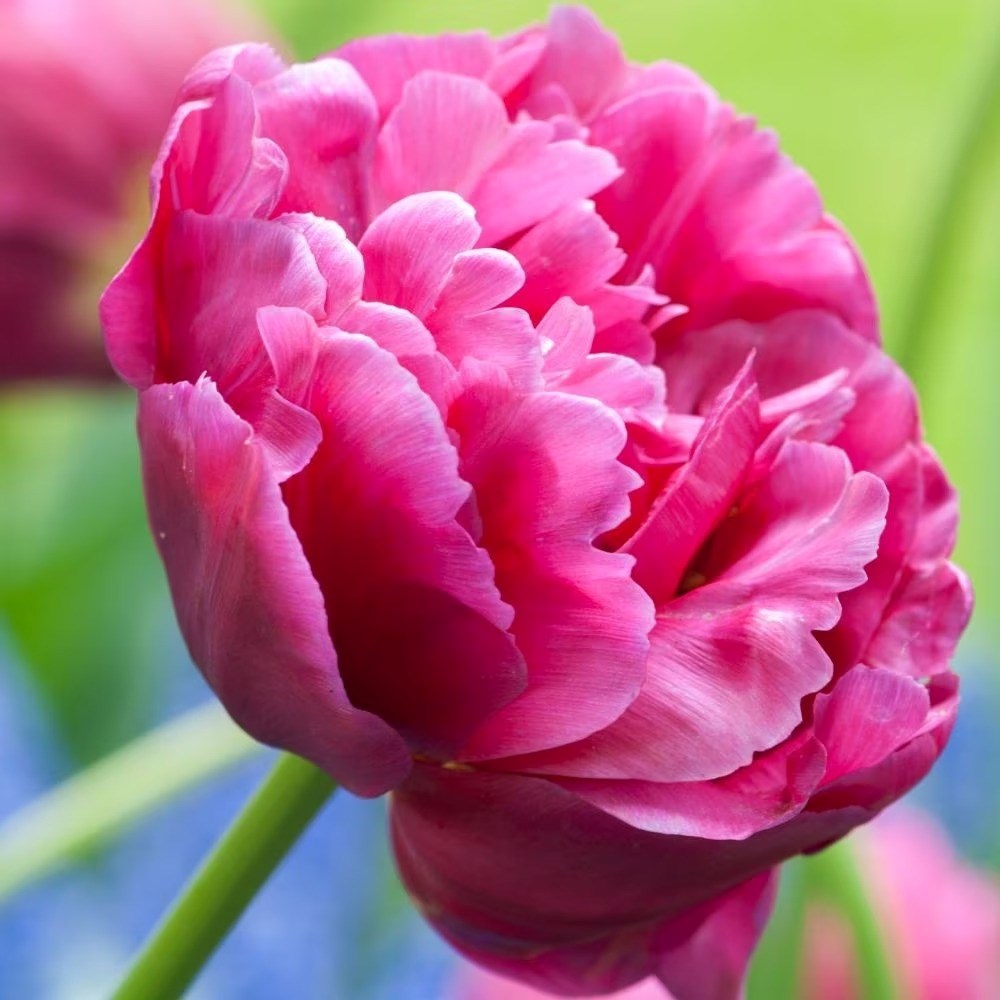 Tulipa Margarita | Double Early Tulip