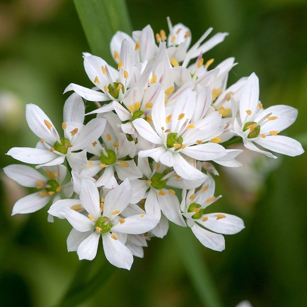 Allium Neapolitanum Cowanii Group | Ornamental Onion