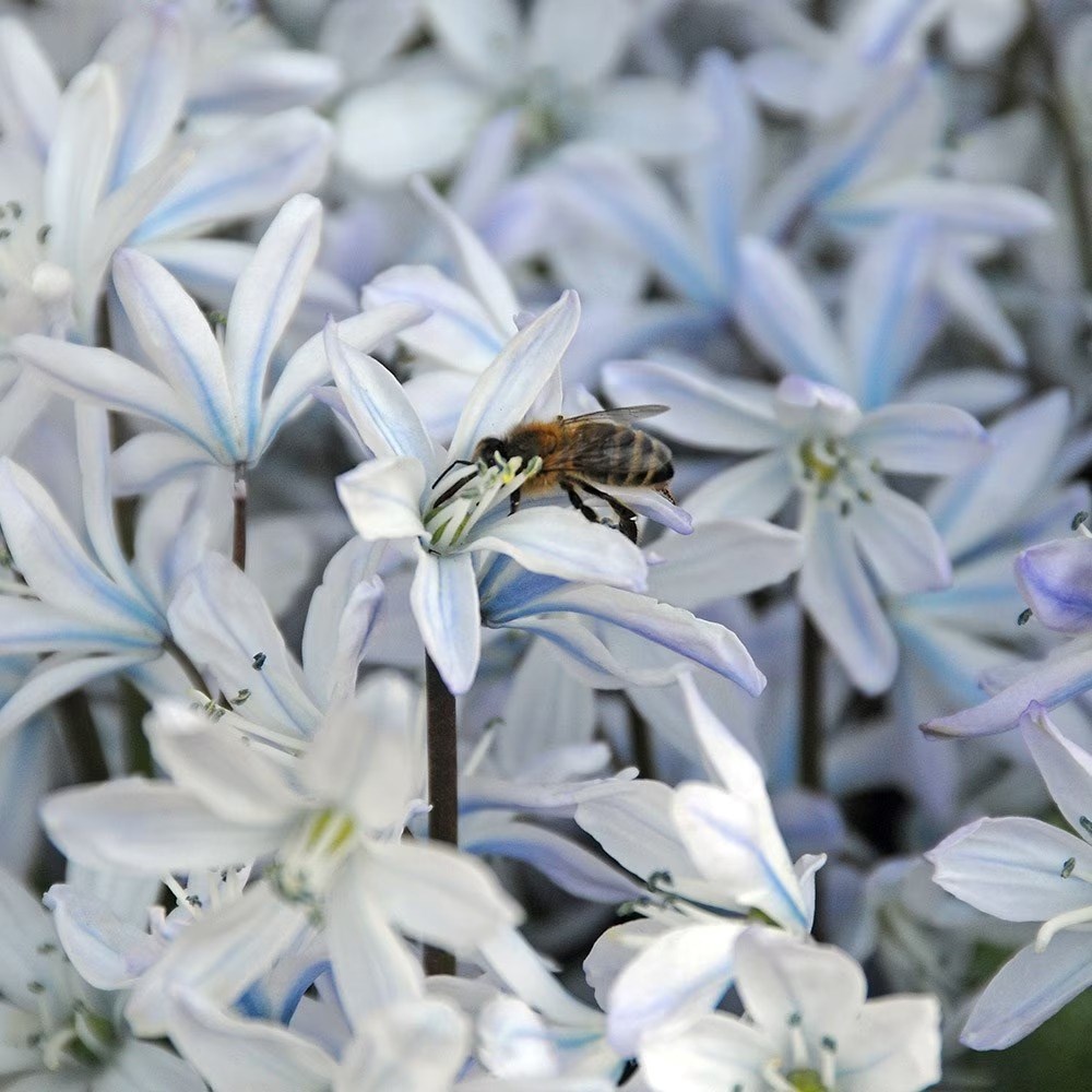 Scilla Mischtschenkoana | Squill